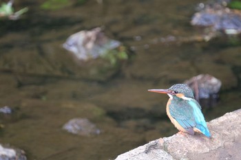 カワセミ 東村山 2021年4月28日(水)