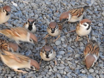 2021年2月14日(日) 皇居周辺の野鳥観察記録