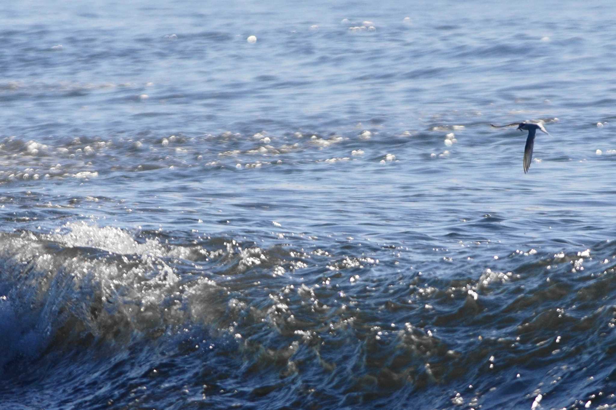 Little Tern