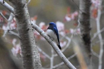 オオルリ 軽井沢野鳥の森 2021年4月28日(水)