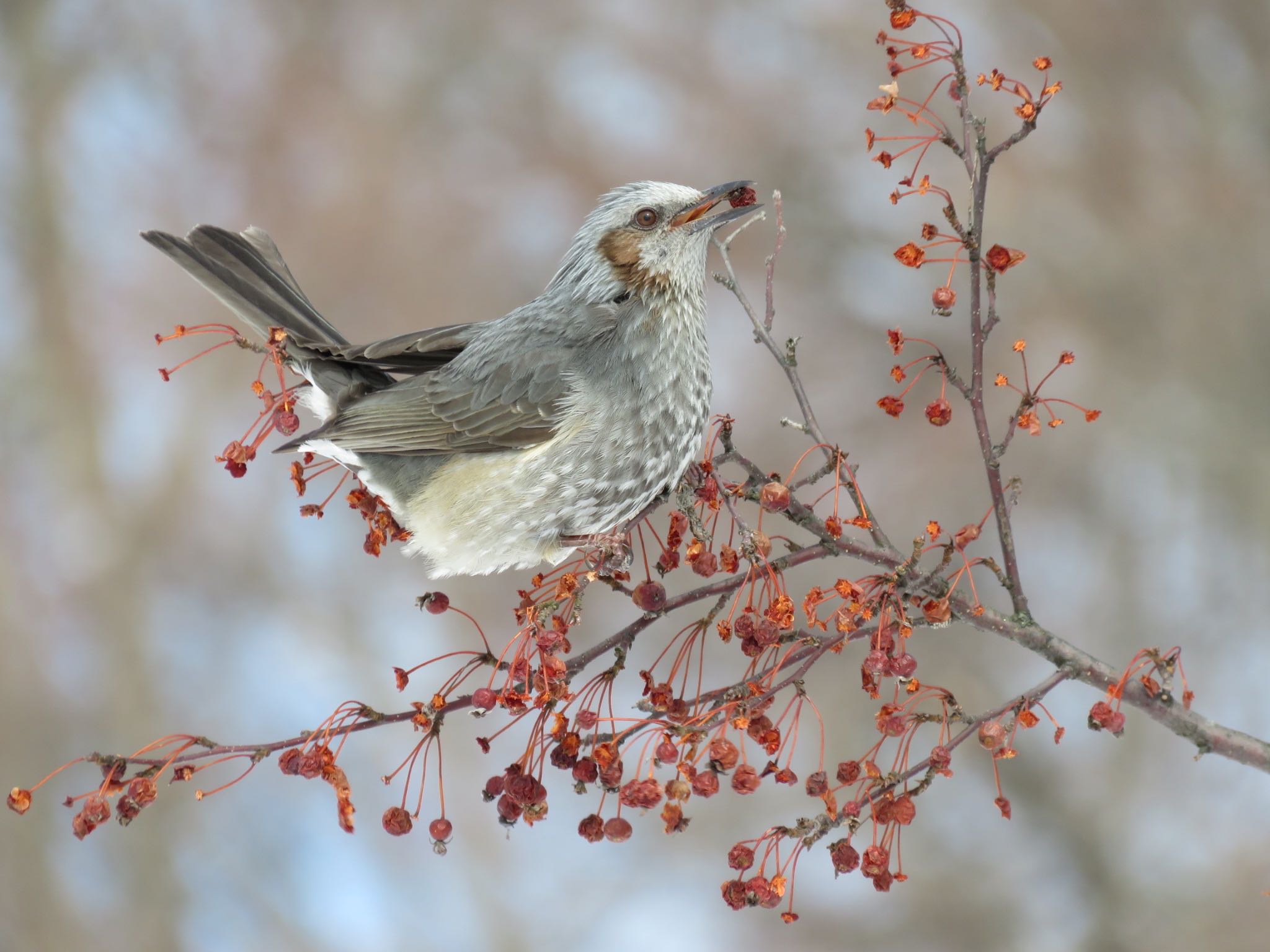 キトウシ森林公園 ヒヨドリの写真 by ぴよ子