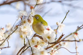 メジロ 場所が不明 2021年2月11日(木)