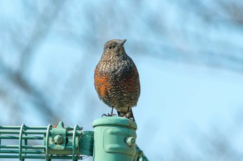 Blue Rock Thrush Unknown Spots Wed, 2/24/2021