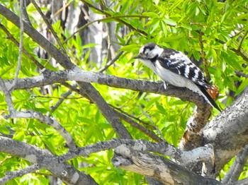 2021年4月27日(火) 十勝地方 帯広川の野鳥観察記録