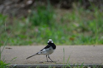 ハクセキレイ 都立狭山公園 2021年4月28日(水)