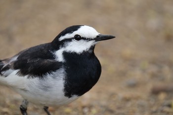 ハクセキレイ 都立狭山公園 2021年4月28日(水)