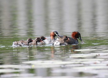 カイツブリ 三木山森林公園 2021年4月25日(日)