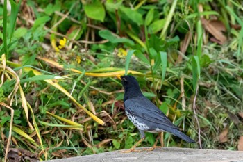 クロツグミ 長崎県 2021年4月24日(土)