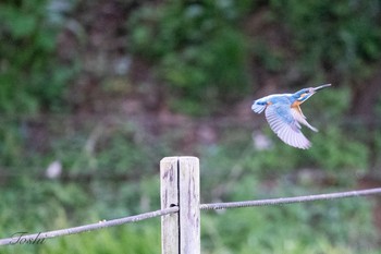 カワセミ 薬師池公園 2021年4月24日(土)