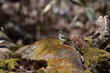 キビタキ 柳沢峠 2017年4月29日(土)