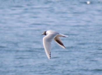 Saunders's Gull 阪南市 Fri, 3/19/2021