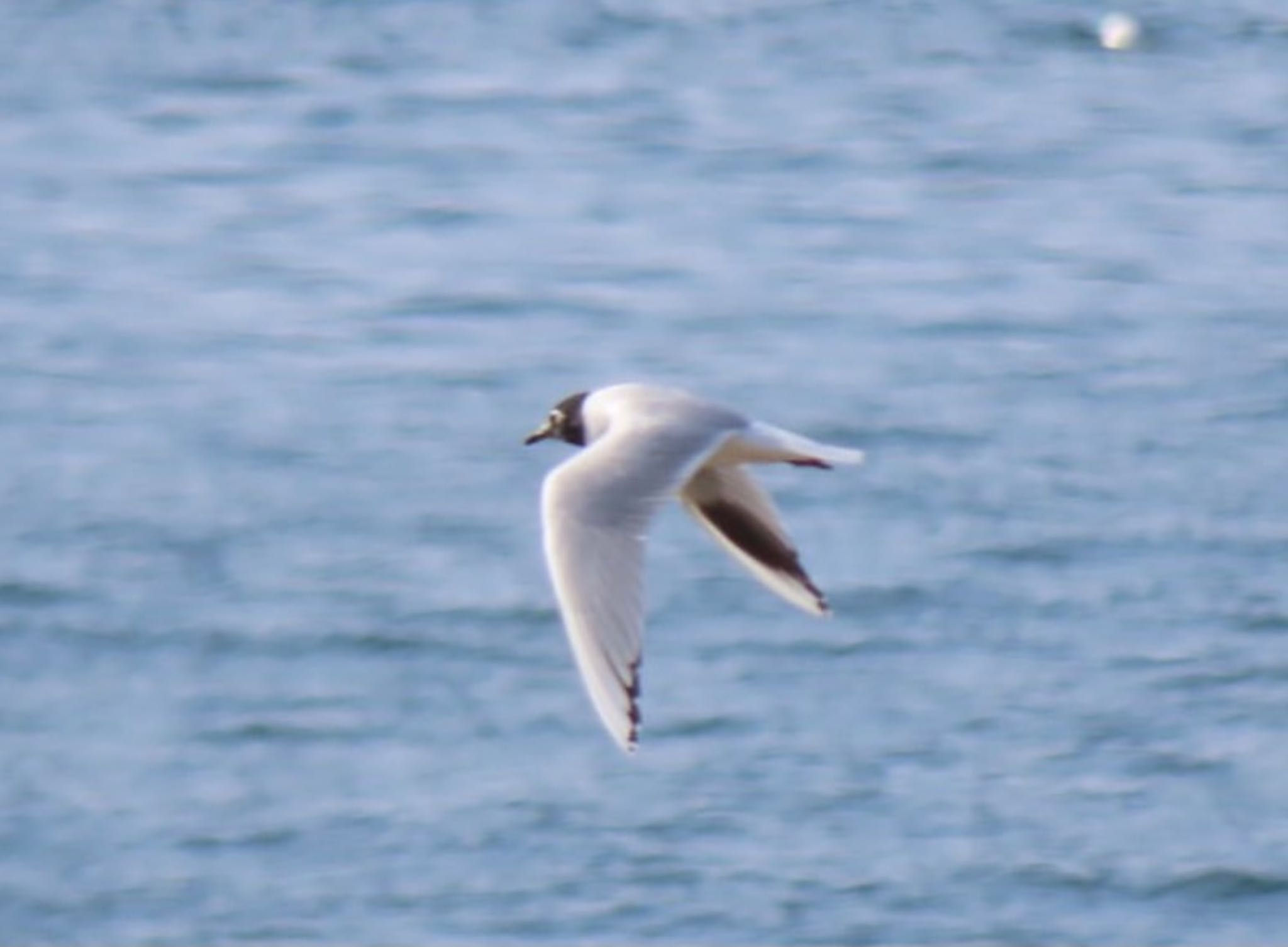 Photo of Saunders's Gull at 阪南市 by くるみ