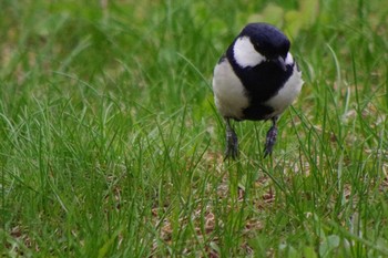2021年4月29日(木) 福井緑地(札幌市西区)の野鳥観察記録