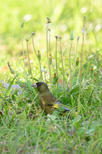 Grey-capped Greenfinch Hattori Ryokuchi Park Sat, 4/24/2021