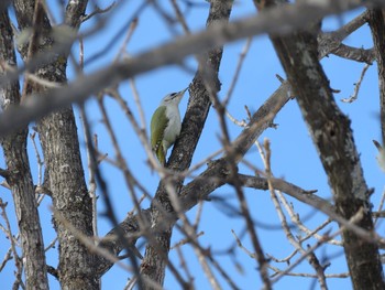 Grey-headed Woodpecker キトウシ森林公園 Tue, 2/28/2017