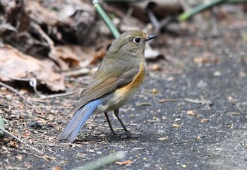 ルリビタキ 豊平公園(札幌市) 2021年4月29日(木)