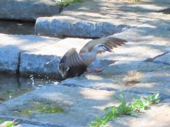2021年4月26日(月) 千葉県立行田公園の野鳥観察記録