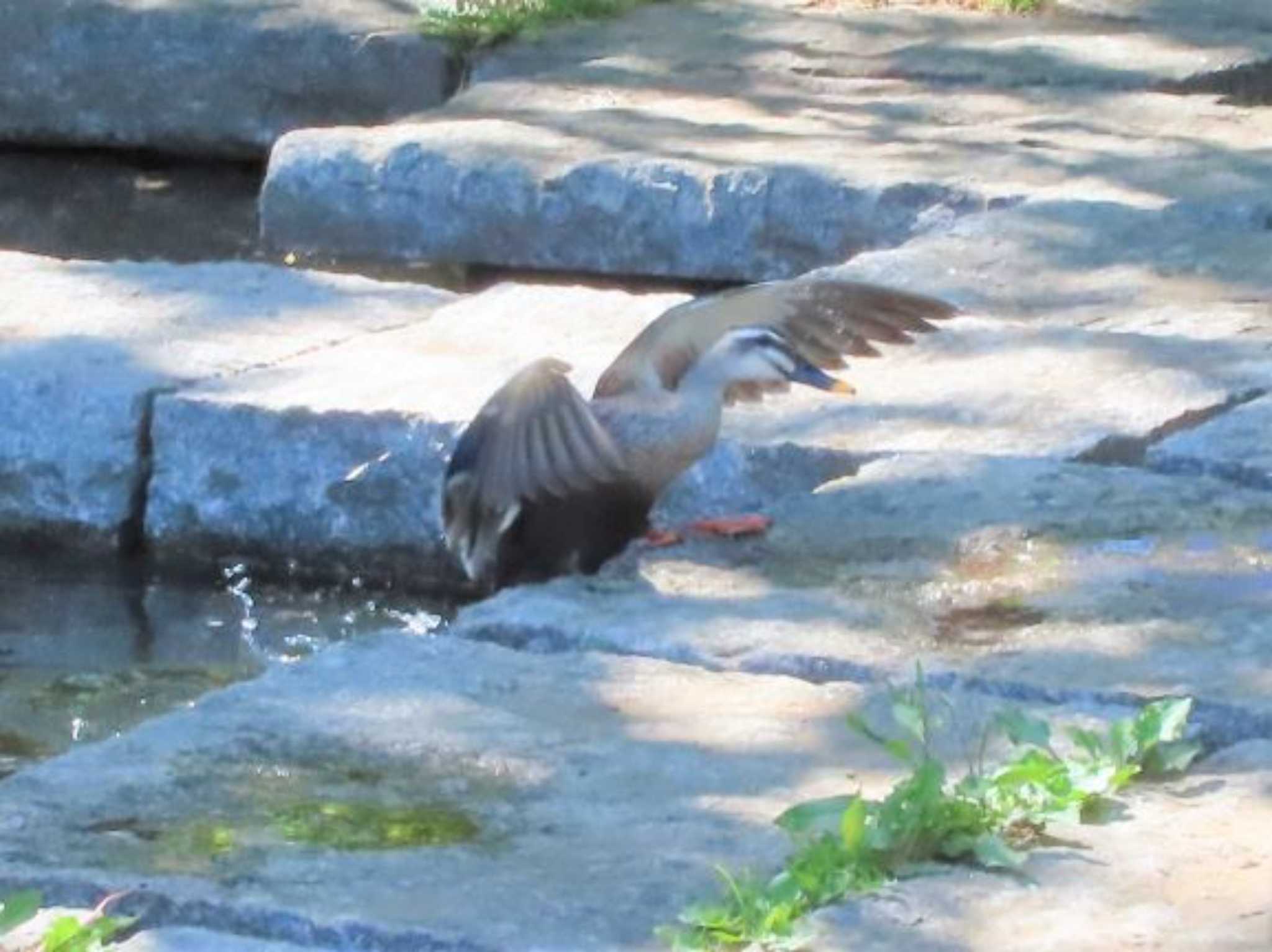 千葉県立行田公園 カルガモの写真 by なべなな