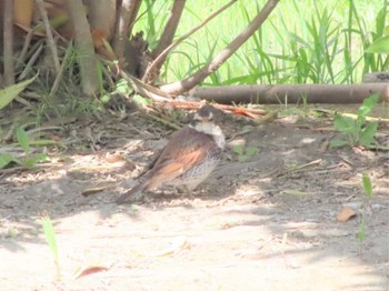 2021年4月27日(火) 千葉県船橋市の野鳥観察記録