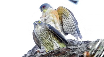 Japanese Sparrowhawk 恩田川 Thu, 4/22/2021