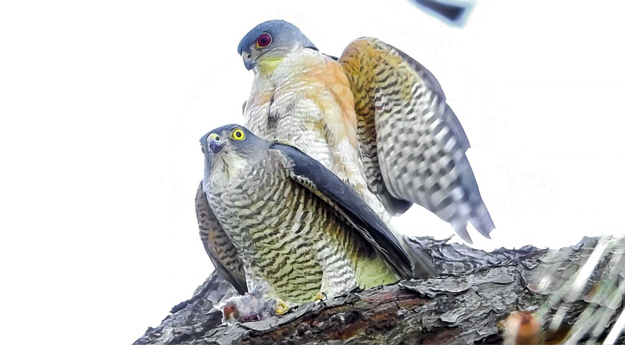 Japanese Sparrowhawk