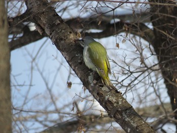 Grey-headed Woodpecker キトウシ森林公園 Tue, 2/28/2017