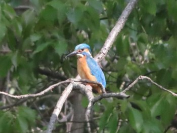 2021年4月28日(水) 千葉県立行田公園の野鳥観察記録