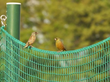 カワラヒワ 多摩川 2021年4月8日(木)