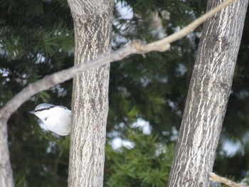 Tue, 2/28/2017 Birding report at キトウシ森林公園