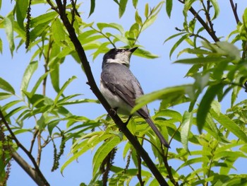 サンショウクイ 滋賀県 2021年4月25日(日)