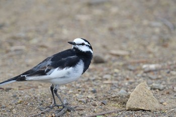 ハクセキレイ 都立狭山公園 2021年4月28日(水)