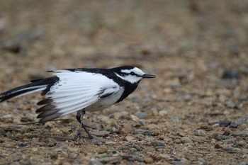 ハクセキレイ 都立狭山公園 2021年4月28日(水)