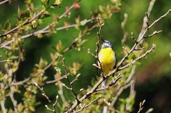 キセキレイ 奈良県曽爾村 2021年4月20日(火)