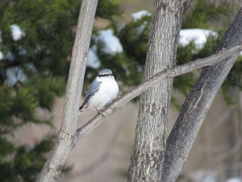 ゴジュウカラ キトウシ森林公園 2017年2月28日(火)