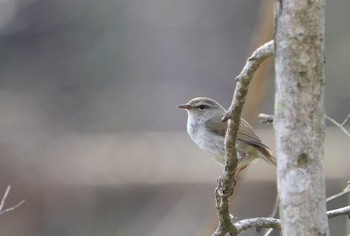 ウグイス 野幌森林公園 2021年4月29日(木)