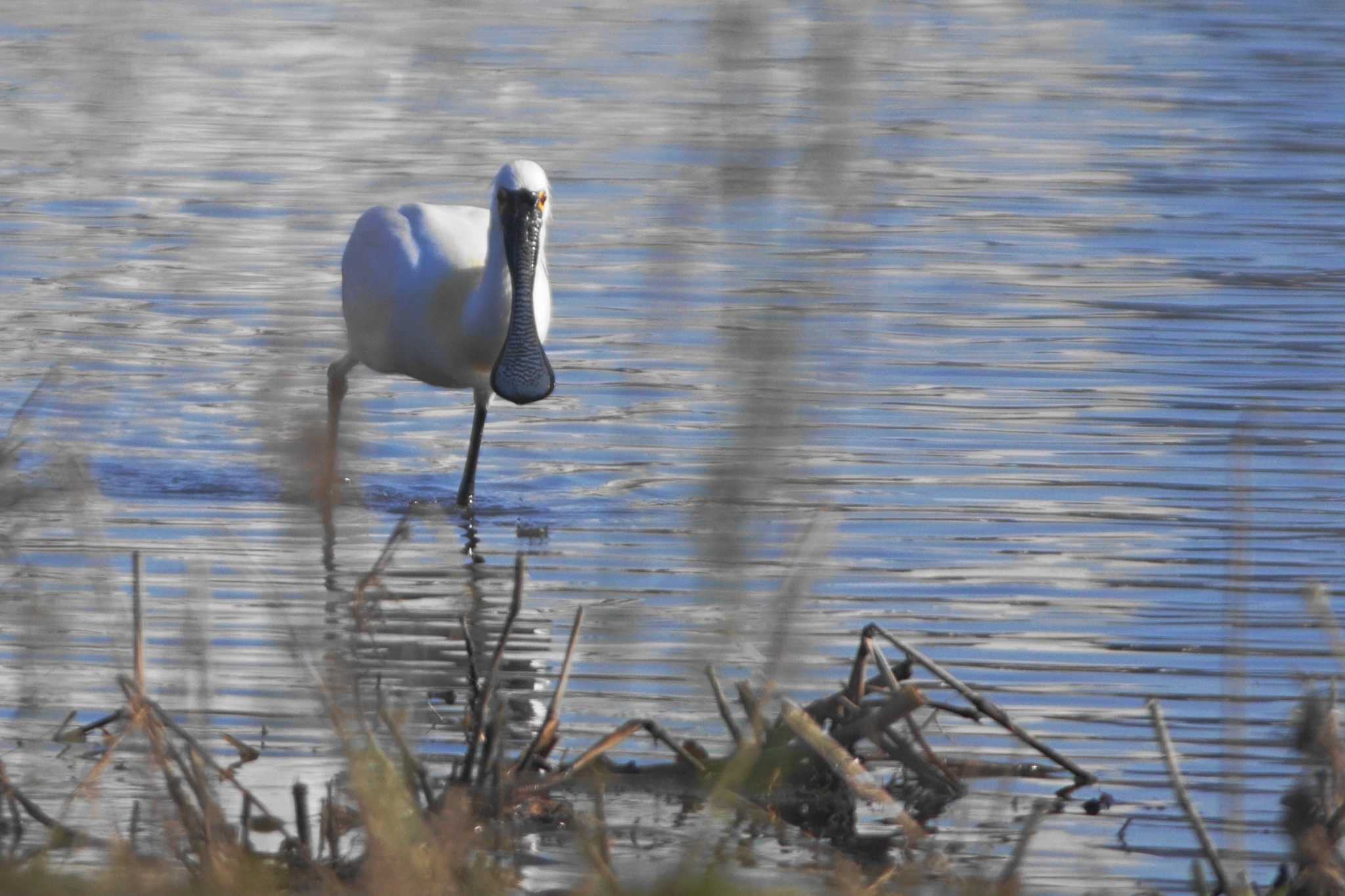 Black-faced Spoonbill