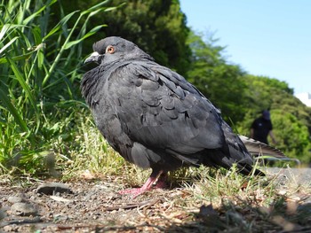 カワラバト 恩田川 2021年4月27日(火)