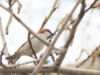 Russet Sparrow 農試公園 Sat, 4/24/2021
