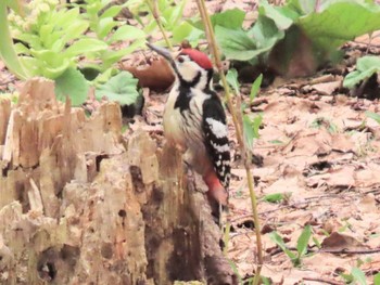 White-backed Woodpecker Makomanai Park Sat, 4/24/2021