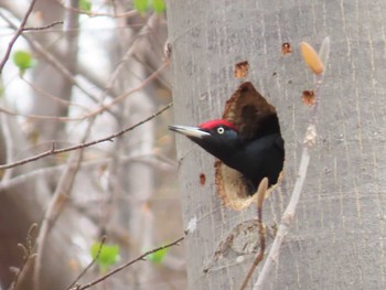 Black Woodpecker Unknown Spots Sat, 4/24/2021