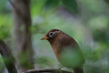 ガビチョウ 都立狭山公園 2021年4月28日(水)