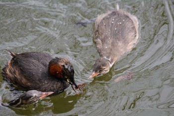 Little Grebe Hattori Ryokuchi Park Mon, 2/20/2017