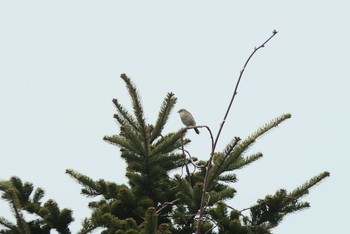 2021年4月29日(木) 栗山町の野鳥観察記録