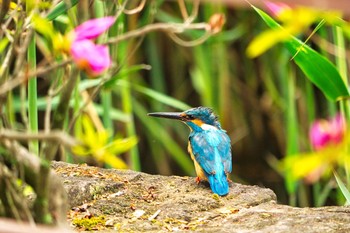 2021年4月29日(木) 狭山丘陵の野鳥観察記録