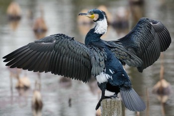 Great Cormorant Hattori Ryokuchi Park Mon, 2/20/2017