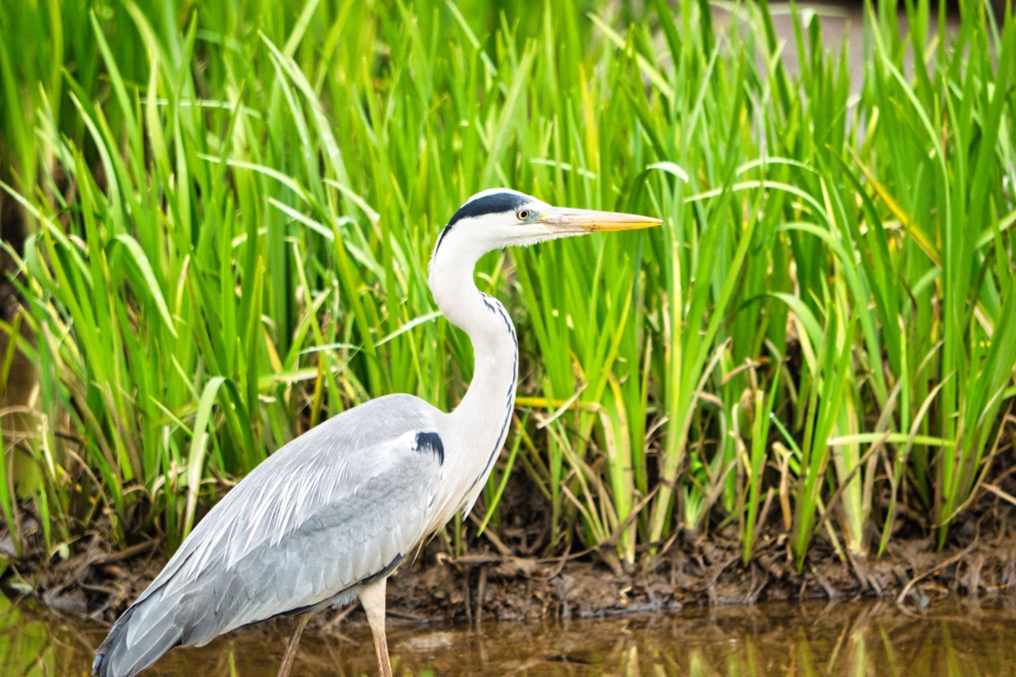 狭山丘陵 アオサギの写真 by naturedrop