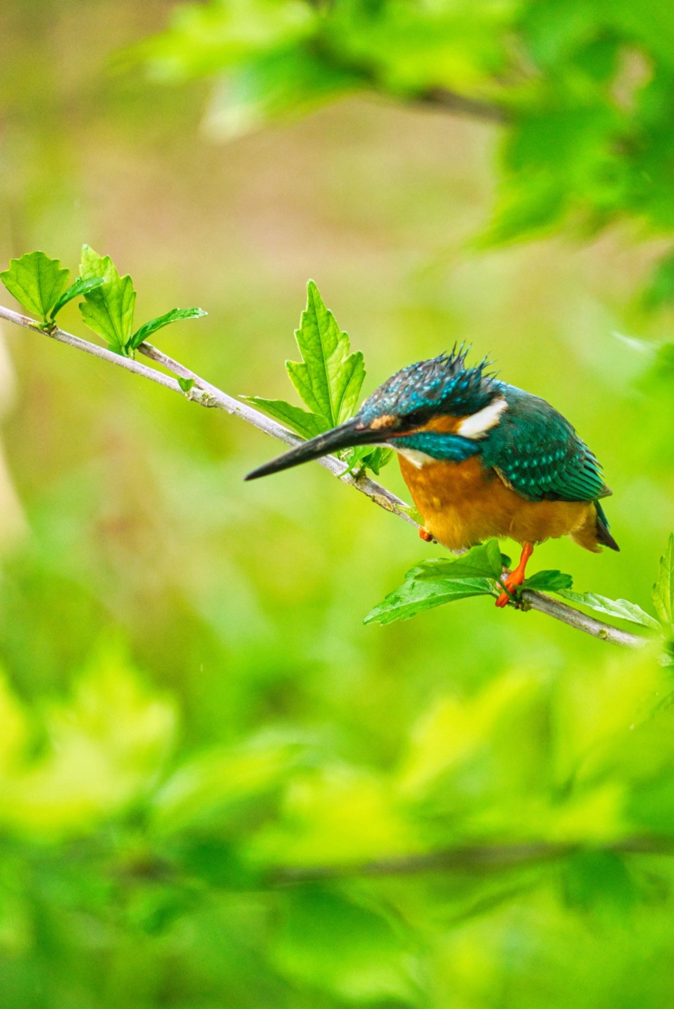 狭山丘陵 カワセミの写真 by naturedrop