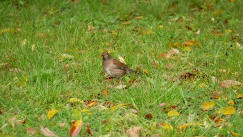 Pale Thrush Matsue Castle Thu, 4/29/2021