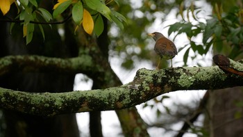 Pale Thrush Matsue Castle Thu, 4/29/2021