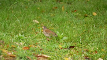 Pale Thrush Matsue Castle Thu, 4/29/2021